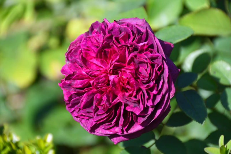 A beautiful, deep purple rose in full bloom.