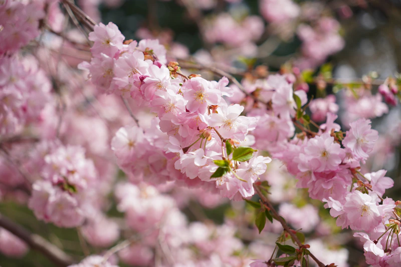 Pink cherry blossoms bloom in spring.
